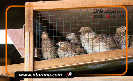 مزایا و معایب نگهداری بلدرچین در قفس